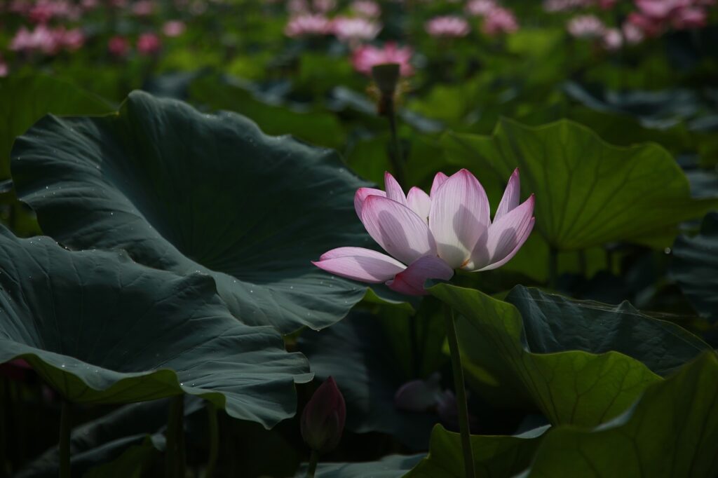 lotus, flower, water lilies-4312140.jpg